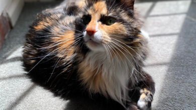 Cat in sun