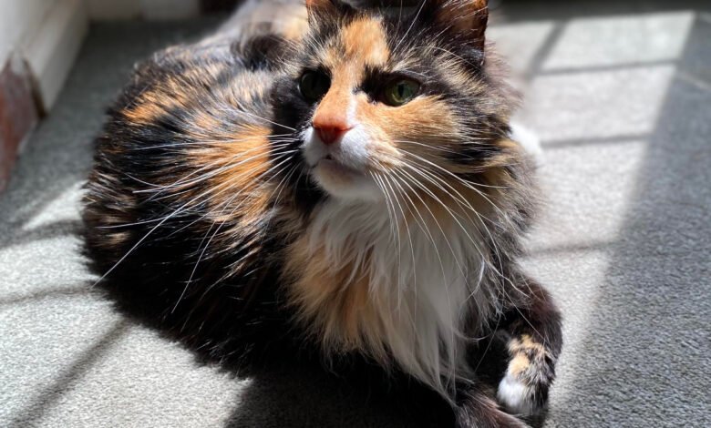 Cat in sun