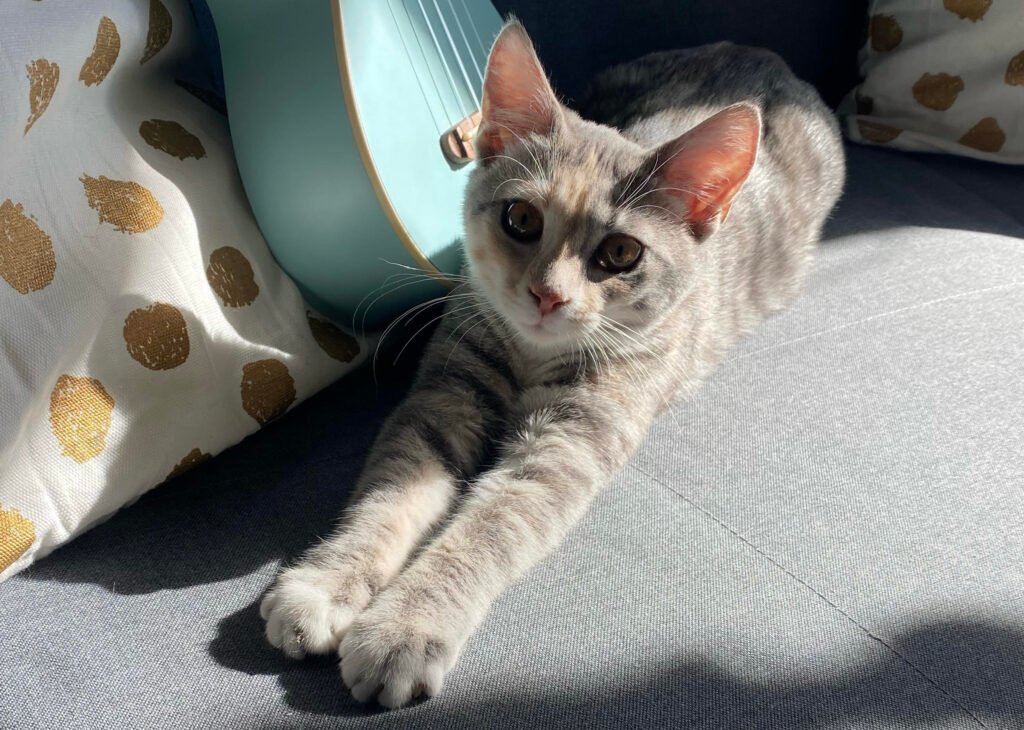 Indoor prone cat
