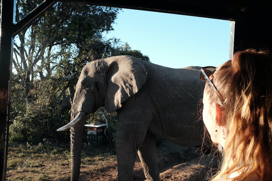 Wild Elephant