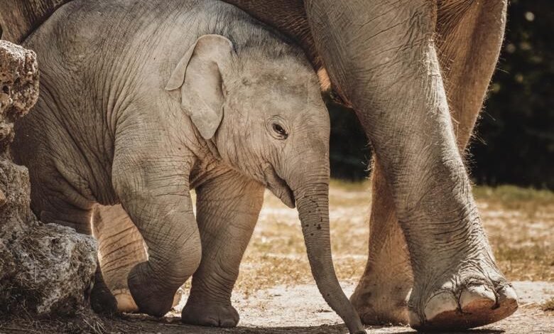 8cb65520-95b2-49c8-8d69-435fe980c648_elephant-7036431