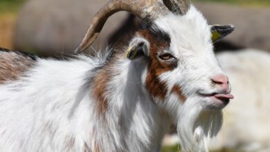 Goat with its tongue out