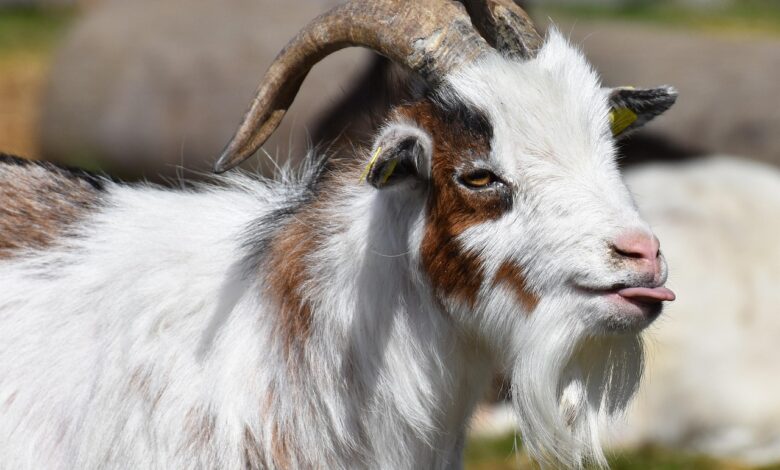 Goat with its tongue out